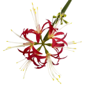 Künstliche dekorative Blume exotische Blüte am Stiel 60 cm aus Stoff und Kunststoff zur Anordnung in einer Vase und zur Dekoration des Innenraums 6