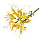 Künstliche dekorative Blume exotische Blüte am Stiel 60 cm aus Stoff und Kunststoff zur Anordnung in einer Vase und zur Dekoration des Innenraums 8