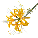Künstliche dekorative Blume exotische Blüte am Stiel 60 cm aus Stoff und Kunststoff zur Anordnung in einer Vase und zur Dekoration des Innenraums 2