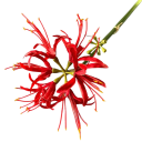 Künstliche dekorative Blume exotische Blüte am Stiel 60 cm aus Stoff und Kunststoff zur Anordnung in einer Vase und zur Dekoration des Innenraums 3