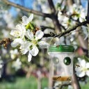 L'attrape-insectes UV solaire suspendu 2