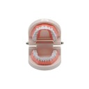 Laboratory Dental Model 9 x 7.5 x 5.8 cm 28 Solid Teeth with Soft Gums Standard Anatomical Dental Model for Demonstration 2