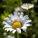 Large Pack of Daisy Seeds Bellis perennis 500 pcs Small European Perennial with White-Yellow Flowers for Bulk Sowing in Meadows 2