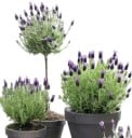 Laventelin Siemenet Stopkatá Lavandula Pedunculata 300 kpl Violetit Kukkaset Aromaatinen Monivuotinen Ruukkuun Puutarhaan Ja Kivikkopuutarhaan 1
