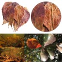 Leaves of the True Water Lily for Aquariums 50 pcs 6
