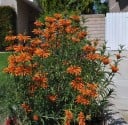Leonotis Leonurus - Lvien Ouško Siemenet 10 kpl Oranssit Putkimaiset Kukkaset Lämpöä Rakastava Kasvi Ruukkuun Ja Talvipuutarhaan Siemenistä 3