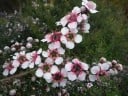 Leptospermum Grandiflorum Siemenet 50 kpl Valkoiset Kukkaset Nahkeat Vihreät Lehdet Ikivihreä Lämpöä Rakastava Pensas Ruukkuun Ja Talvipuutarhaan 3