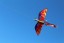 Létající drak - 140 x 120 cm 2
