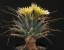 Leuchtenbergia principis rodzaj kaktusa. Łatwa w uprawie w pomieszczeniach i na zewnątrz. 10 nasion 3