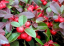 Libavka poléhavá American Wintergreen Gaultheria procumbens Snadné pěstování 35 ks semínek 1