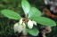 Libavka poléhavá American Wintergreen Gaultheria procumbens Snadné pěstování 35 ks semínek 2