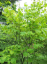 Lindera tupolaločna Lindera obtusiloba krzew liściasty. Łatwa w uprawie na zewnątrz. 10 nasion 2