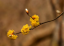Lindera tupolaločna Lindera obtusiloba krzew liściasty. Łatwa w uprawie na zewnątrz. 10 nasion 3