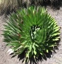 Lobelia telekii Mt. Kenya siemenet 10 kpl Korkeat kartiomaiset hopeanvihreät kukinnot Vuoristoeksoottinen kasvi Kasvien keräilijöille 2