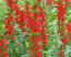Lobelka šarlátová Lobelia cardinalis vytrvalá rastlina Jednoduché pestovanie vonku 100 ks semienok 2