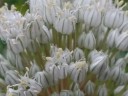 Løgfrø Allium cepa Stuttgarter Giant, 50 stk, klassisk gulbrun sort, plantning til haven og selvforsynere 2