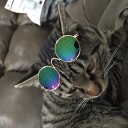 Lunettes pour chats et chiens 8 cm 6