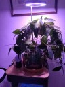 Luz LED de cultivo telescópica 72 diodos Luz ajustable para el cultivo de plantas con cabeza giratoria 3