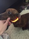 Lysende LED-halsbånd til hunde 12