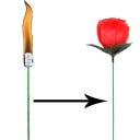 Magisk trick med en rose 3