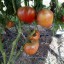 Magok Paradicsom Tigrino Solanum lycopersicum mag 10 db Könnyen termeszthető 2