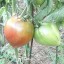 Magok Paradicsom Tigrino Solanum lycopersicum mag 10 db Könnyen termeszthető 3