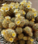 Mammillaria prolifera kaktuszfajok Könnyen termeszthető beltéren és szabadban 15 db mag 2