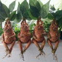 Mandragora havedekoration 2