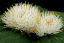 Massonia echinata mag 10 db Könnyen termeszthető Növényi magvak 2