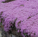 Mateřídouška úzkolistá Thymus serpyllum vytrvalá rostlina Snadné pěstování venku 100 ks semínek 2