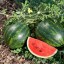 Melón vodný Crimson Sweet semená ľahké na pestovanie vo vnútri, vonku červený melón semienka 5 ks 1