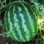 Melón vodný Crimson Sweet semená ľahké na pestovanie vo vnútri, vonku červený melón semienka 5 ks 2