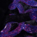 Men's Sequin Blazer F408 4