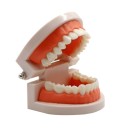 Mennesketænder model P3810 2