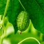 Mexická mini uhorka osivo semená zeleniny ľahké pestovanie semienka 7 ks 2