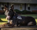 Militär-Set aus Hundegeschirr, Halsband und Leine, langlebig, verstellbar, mit Klettverschluss, Trainingsweste für Hunde, atmungsaktives Geschirr mit Griff 3