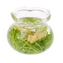 Mini aquarium pour poupées Récipient en verre rond avec bord ondulé Imitation de plantes aquatiques et de poissons à l'intérieur Accessoire 3