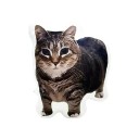 Mini decoración de gato 5 cm Base giratoria 360° Gato atigrado Oiiai para mesa, estantería o salpicadero Funda protectora 3