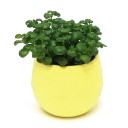 Mini kukkaruukku kulholla C1168 10