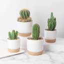 Mini pot de fleurs avec soucoupe 1