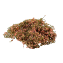 Miniatura de grupo de plantas 3 g Matorrales y arbustos modelo Cobertura verde para diorama Paisaje modelo 11