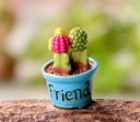 Miniature décorative de cactus 8