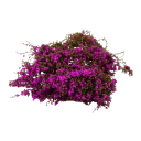 Miniature touffe de plantes 3 g Buissons et arbustes modélisés Végétation verte pour diorama Paysage miniature 12