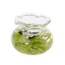 Miniaturni acvariu pentru păpuși Vază rotundă din sticlă cu margine ondulată Imitare a plantelor acvatice și peștilor în interior Accesoriu 1