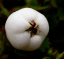 Miquelova nadálytő Gaultheria depressa Könnyen termeszthető a szabadban 30 mag 2