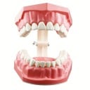 Modèle de cavité buccale 7,6 x 6,1 cm Outil éducatif pour le nettoyage des dents et l'hygiène dentaire Pratique de la soie dentaire Enseignement 2