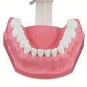Modèle de cavité buccale 7,6 x 6,1 cm Outil éducatif pour le nettoyage des dents et l'hygiène dentaire Pratique de la soie dentaire Enseignement 4