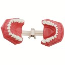 Modèle de cavité buccale 7,6 x 6,1 cm Outil éducatif pour le nettoyage des dents et l'hygiène dentaire Pratique de la soie dentaire Enseignement 5