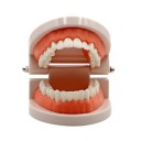 Modèle de dentition humaine P3810 3