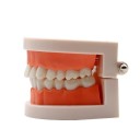 Modèle de dentition humaine P3810 4